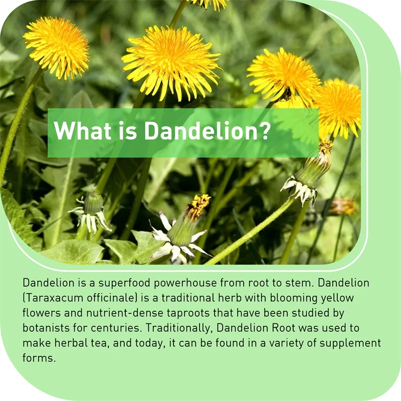 Kapsul Akar Dandelion - Dukung - Home Bathroom Urinal ulasan dan harga